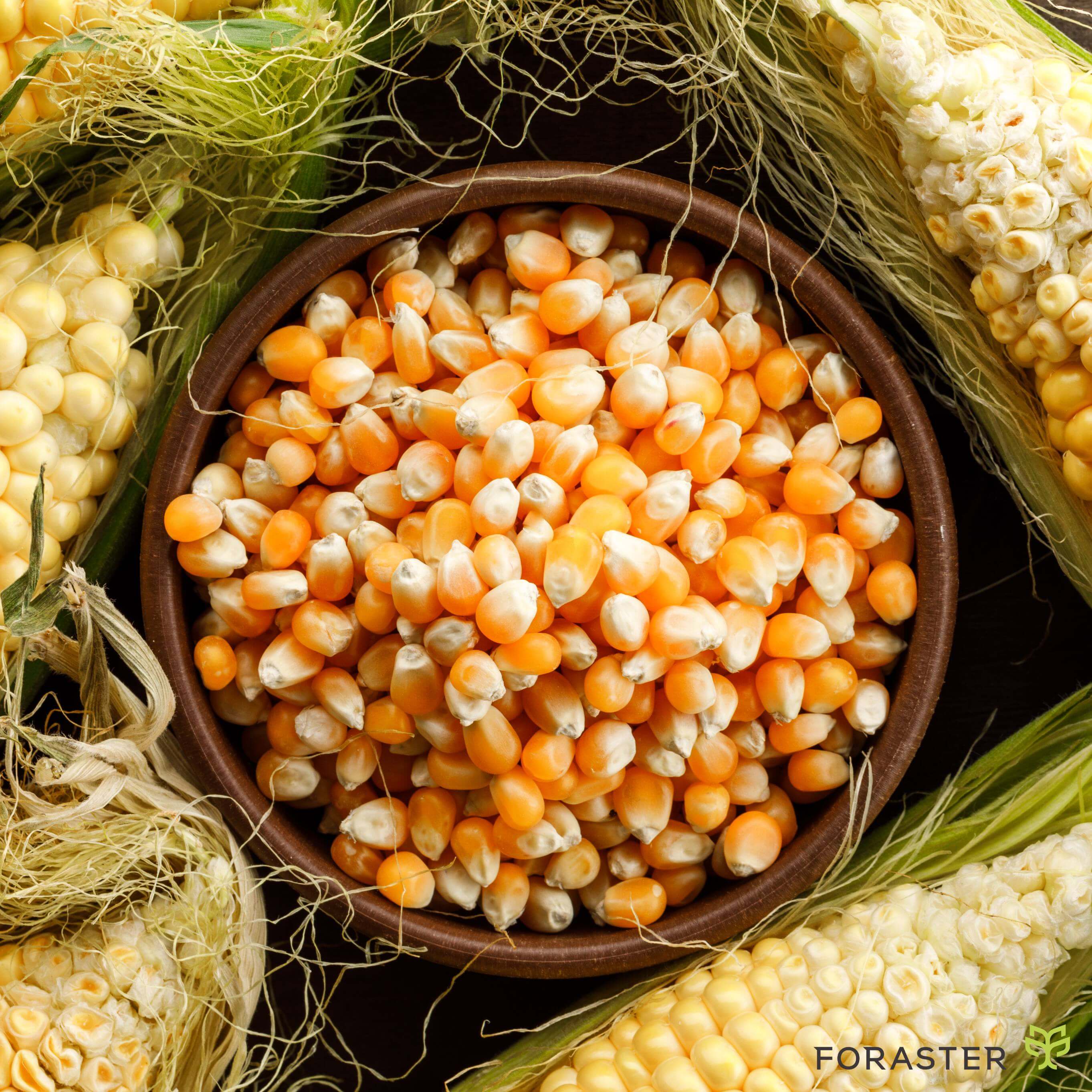 Regi&atilde;o que une Bahia, Maranh&atilde;o, Piau&iacute; e Tocantins tem condi&ccedil;&atilde;o menos favor&aacute;vel ao milho de segunda safra, e demanda das usinas deve incentivar cereal de ver&atilde;o.

A regi&atilde;o do Matopiba (que abrange &aacute;reas do Maranh&atilde;o, Tocantins, Piau&iacute; e Bahia) est&aacute; entre os principais destinos de novos investimentos da empresa de etanol de milho no Brasil. Mas a regi&atilde;o traz um desafio ao setor: o de garantir a oferta do cereal para atender a demanda das usinas.

Diferentemente de Mato Grosso, onde o clima favorece a produ&ccedil;&atilde;o no inverno ap&oacute;s a colheita da soja, no Matopiba as condi&ccedil;&otilde;es s&atilde;o menos favor&aacute;veis &agrave; segunda safra, o que deve demandar um fomento direto &agrave; produ&ccedil;&atilde;o do cereal no ver&atilde;o.

Nessa regi&atilde;o, a oferta de milho atual ainda &eacute; maior que a demanda local, mas as novas ind&uacute;strias de etanol dever&atilde;o consumir quase todo o excedente, se a produ&ccedil;&atilde;o do gr&atilde;o n&atilde;o se expandir.

Segundo Lucas Brunetti, analista da Consultoria Agro do Ita&uacute; BBA, nessas &aacute;reas faz mais sentido as empresas firmarem contratos de fornecimento de longo prazo com produtores de milho. Outra op&ccedil;&atilde;o &eacute; fomentar o plantio de sorgo na segunda safra, cultura mais resistente ao clima de inverno na regi&atilde;o e que pode substituir o milho nas ind&uacute;strias de etanol.

Na avalia&ccedil;&atilde;o de Guilherme Theodoro, gerente de cr&eacute;dito do Ita&uacute; BBA, os projetos no Matopiba s&oacute; s&atilde;o vi&aacute;veis quando preveem um fomento ao cultivo do cereal. At&eacute; porque apostar na estrat&eacute;gia apenas de antecipar compras e estocar implica um custo financeiro para carregar esses volumes. Para ele, a oferta de milho menor nessas regi&otilde;es do que no Centro-Oeste &eacute; uma das &ldquo;barreiras de entrada&rdquo; de novos investidores.

Tamb&eacute;m h&aacute; novos projetos surgindo no Sul do pa&iacute;s e em diferentes regi&otilde;es de Mato Grosso &mdash; at&eacute; o in&iacute;cio da d&eacute;cada, a maior parte das novas f&aacute;bricas foi constru&iacute;da no eixo da BR-163, dada a facilidade log&iacute;stica. Agora, os novos empreendimentos ser&atilde;o erguidos em &aacute;reas como o Vale do Xingu.

A constru&ccedil;&atilde;o dessas novas usinas tamb&eacute;m vai aumentar a oferta de etanol em regi&otilde;es onde hoje o consumo &eacute; residual. Brunetti acredita que produ&ccedil;&atilde;o nesses Estados ser&aacute; mais direcionada para o anidro para atender a necessidade de mistura &agrave; gasolina, agora em 30%.

No Rio Grande do Sul, a produ&ccedil;&atilde;o adicional dever&aacute; ir apenas para o anidro, mas, em muitos Estados, haver&aacute; tamb&eacute;m produ&ccedil;&atilde;o de hidratado. Isso pode melhorar a competitividade desse biocombust&iacute;vel localmente ou o hidratado pode ser direcionado para outros locais de maior consumo.

Original de Globo Rural

A Foraster Agrointelig&ecirc;ncia possui entre os seus servi&ccedil;os a Consultoria e Assessoria Jur&iacute;dica para o Produtor Rural e o Agroneg&oacute;cio.

Contato@foraster.com.br

Foraster.com.br